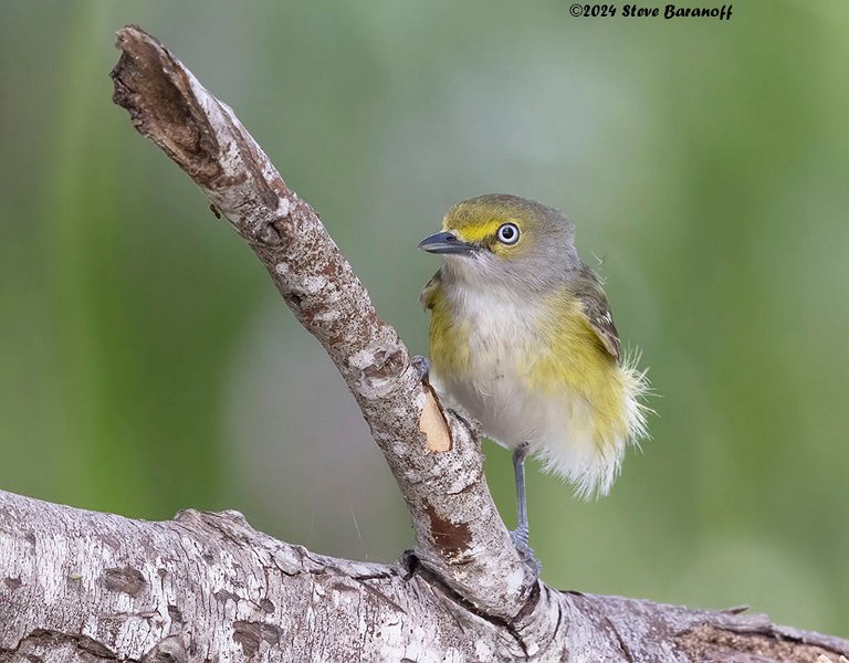 _B237711 white-eyed vireo.jpg